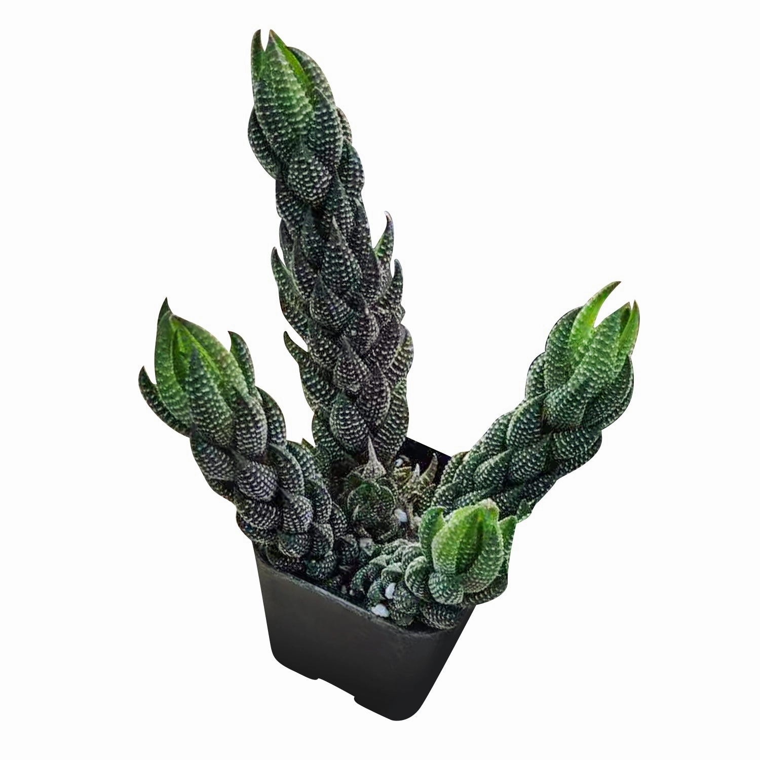 Haworthia coarctata var. adelaidensis mini ornamental plant  