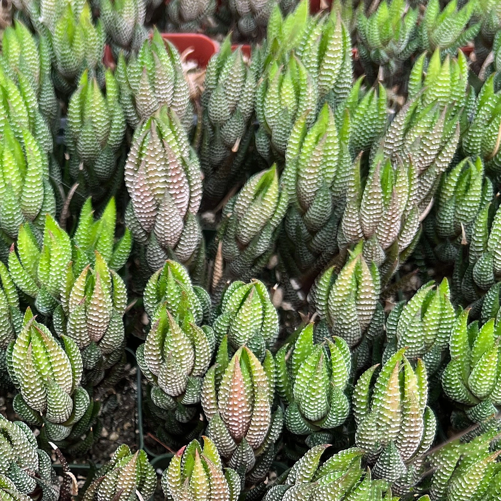 Haworthia coarctata var. adelaidensis
