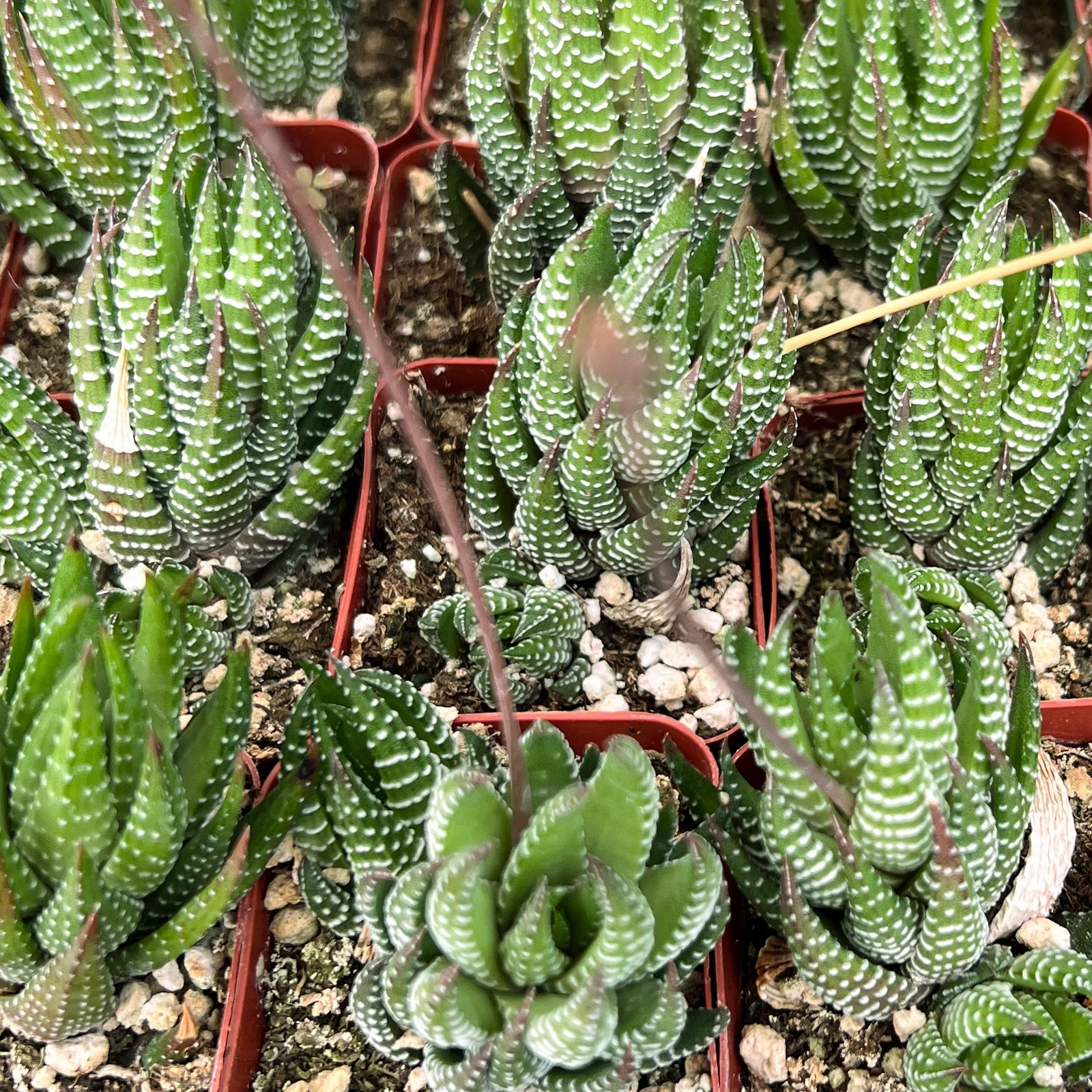 Haworthia coarctata
