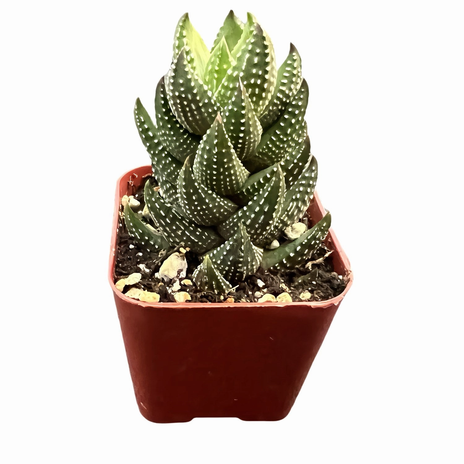 Haworthia coarctataf.chalwini mini ornamental plant  