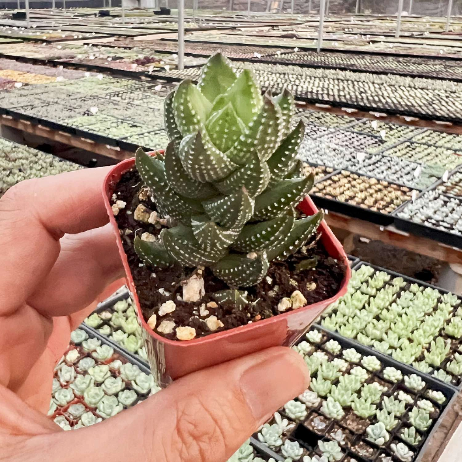Haworthia coarctataf.chalwini