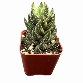 Haworthia coarctataf.chalwini mini ornamental plant  