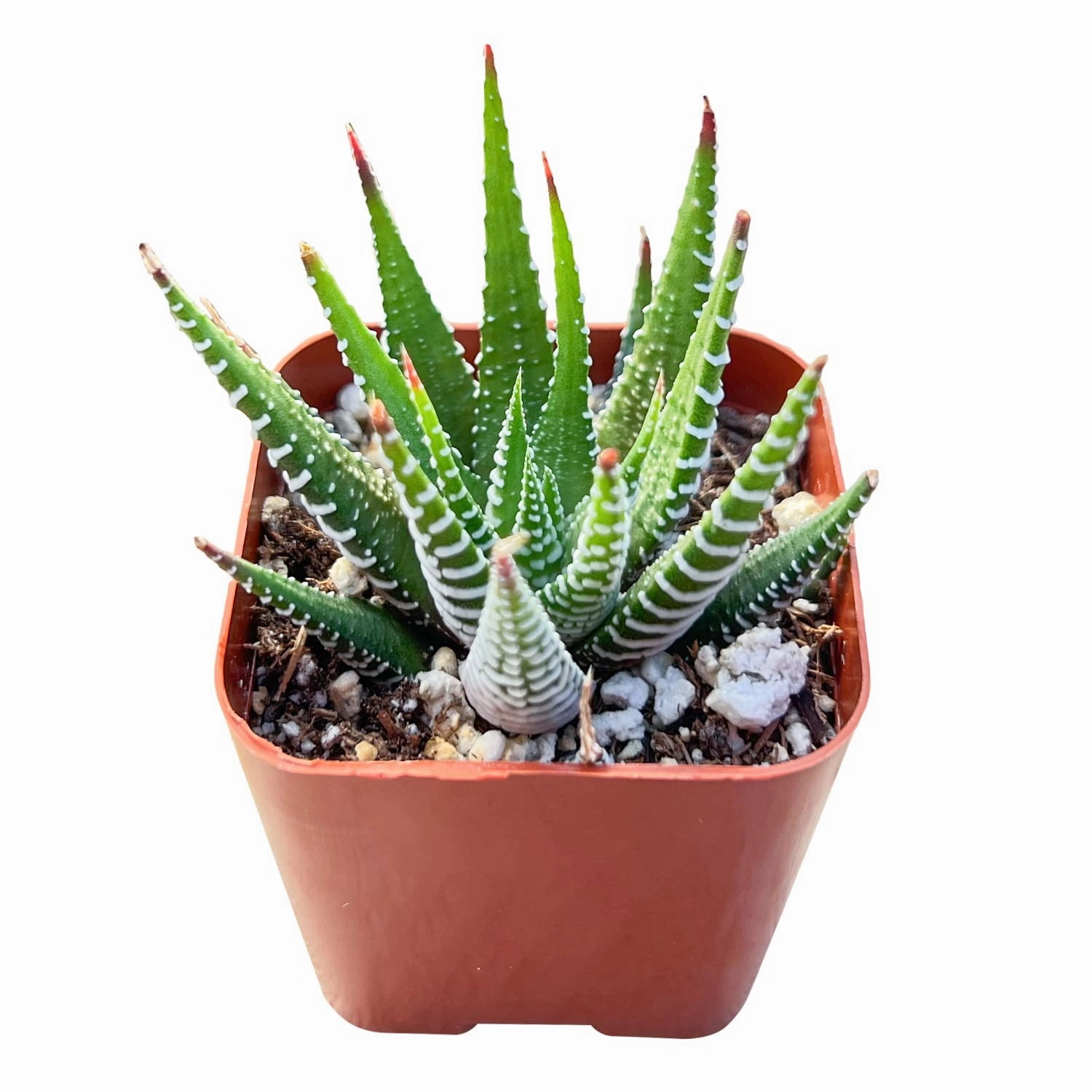 Haworthia fasciata 'Big Band' mini ornamental plant  