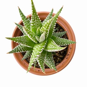 Haworthia fasciata 'Big Band' (4 inch) mini ornamental plant  