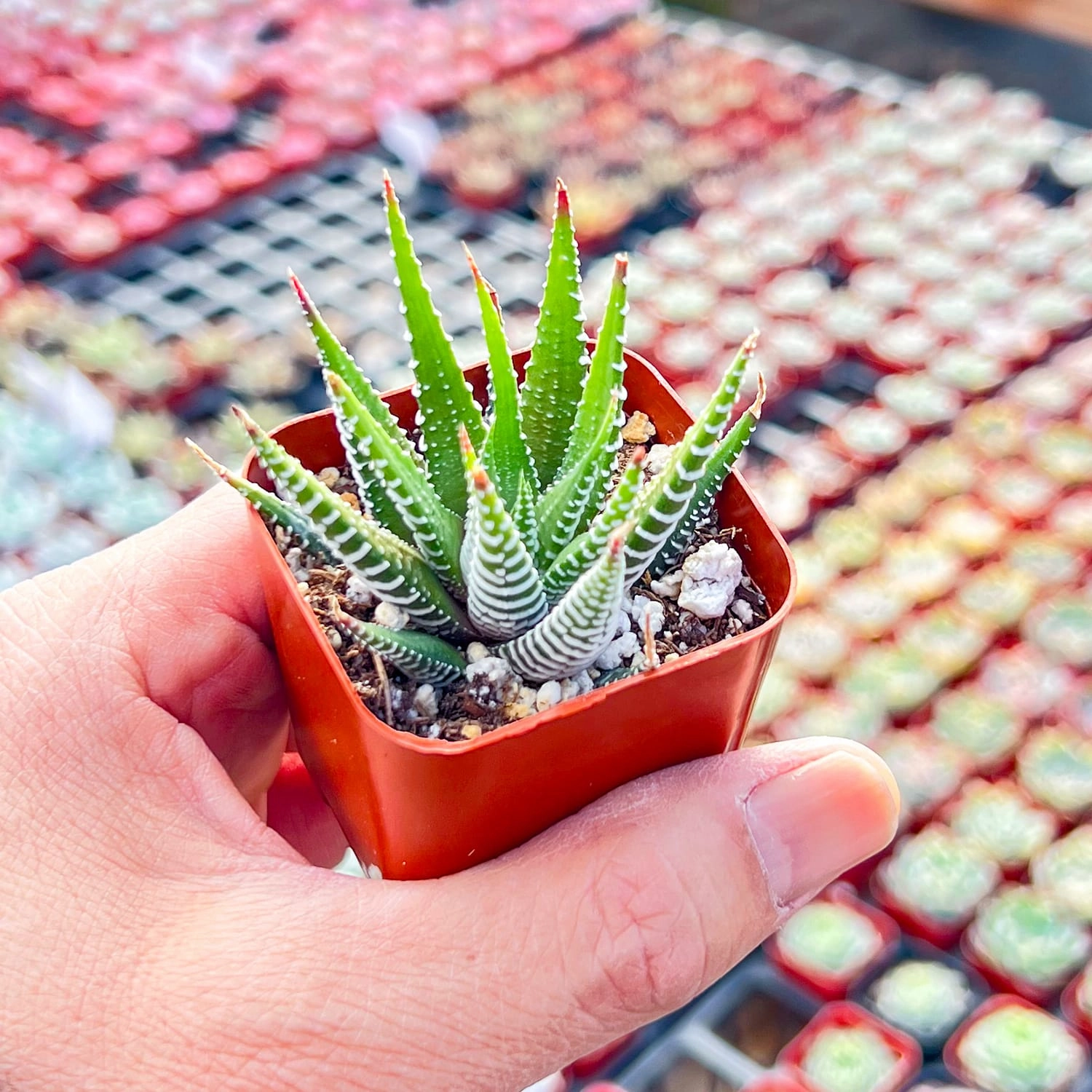 Haworthia fasciata 'Big Band'