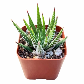Haworthia fasciata 'Big Band' mini ornamental plant  