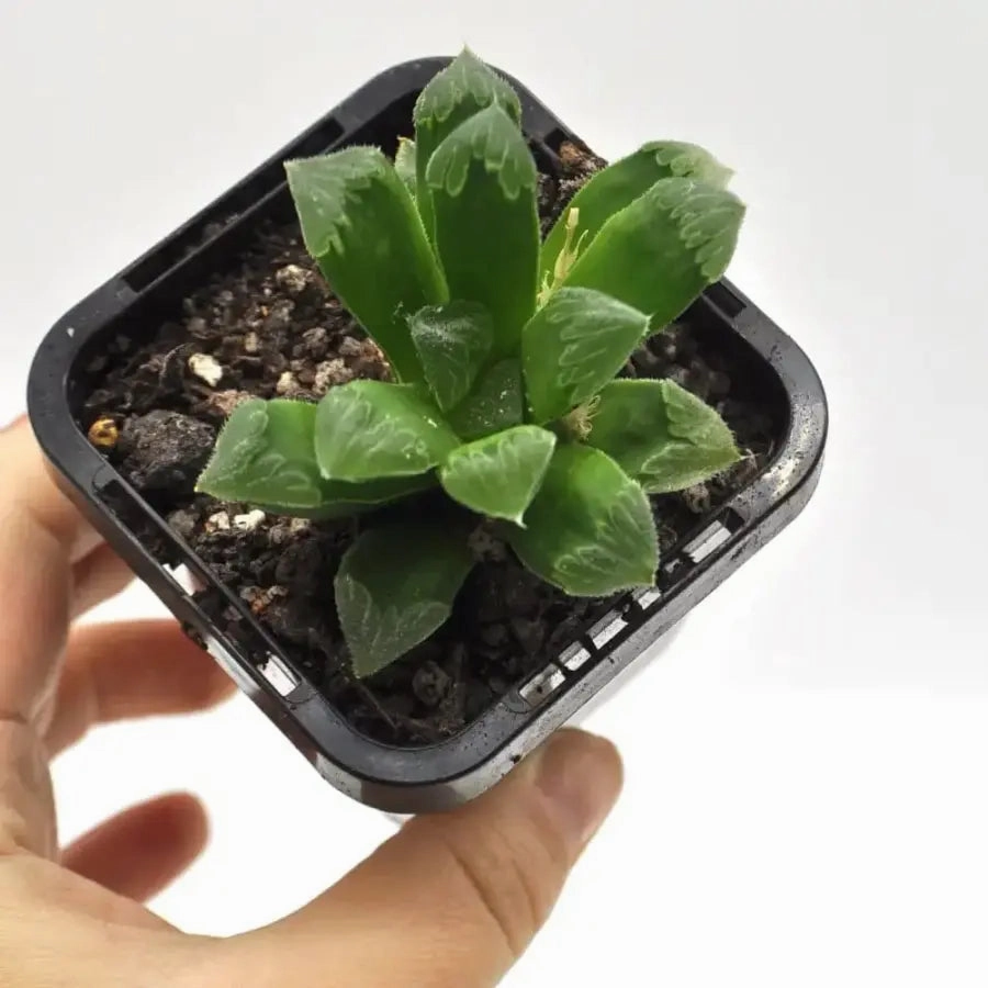 Haworthia Retusa