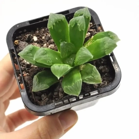 Haworthia Retusa large flower pot  