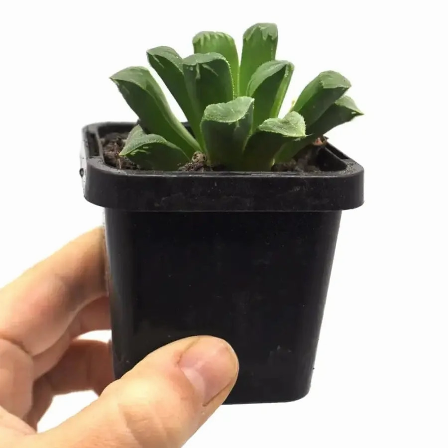 Haworthia Retusa