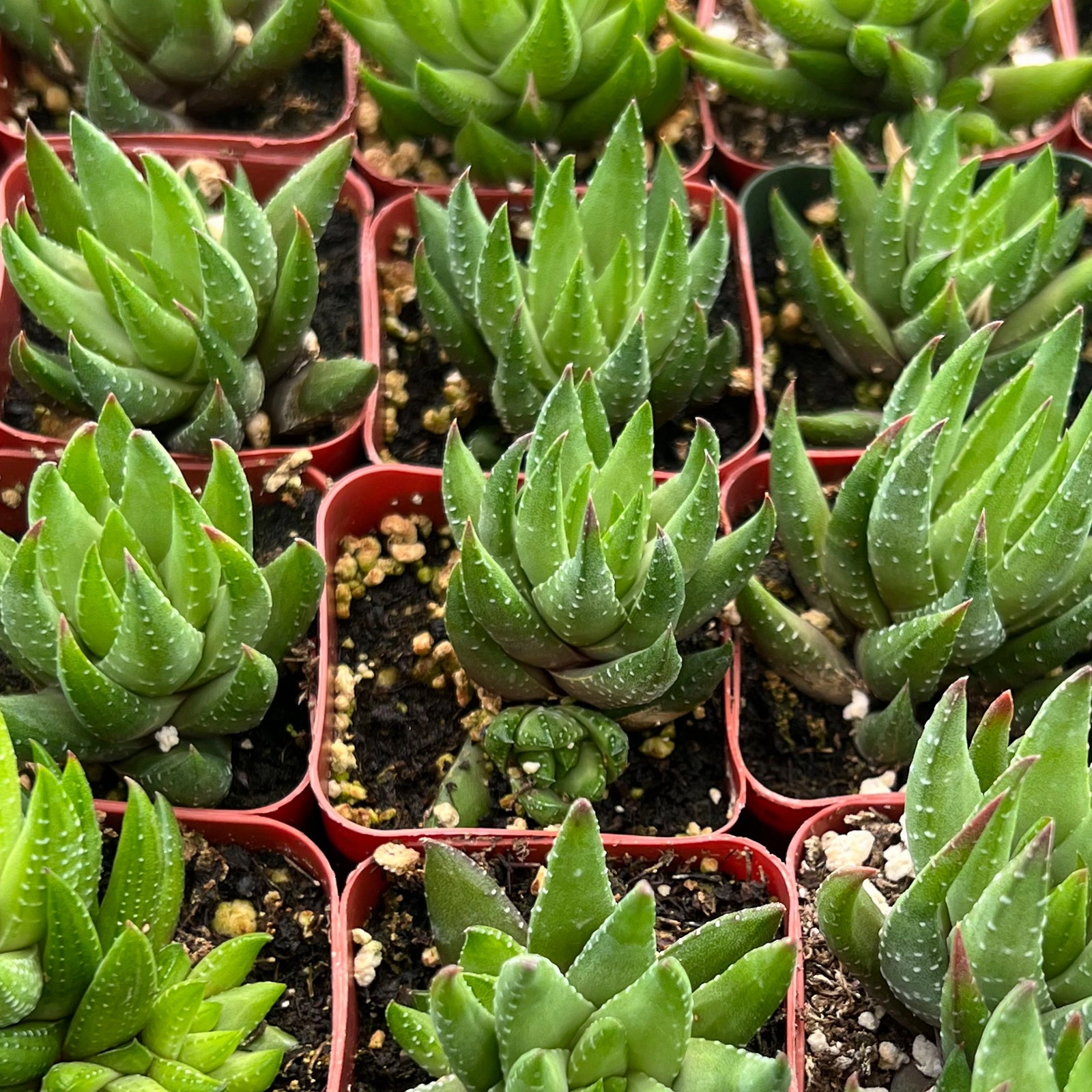 Haworthia rubrobrunnea