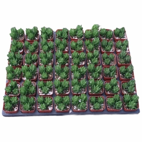 Haworthia rubrobrunnea Bulk 54 Tray - 2in Pot mini ornamental plant  