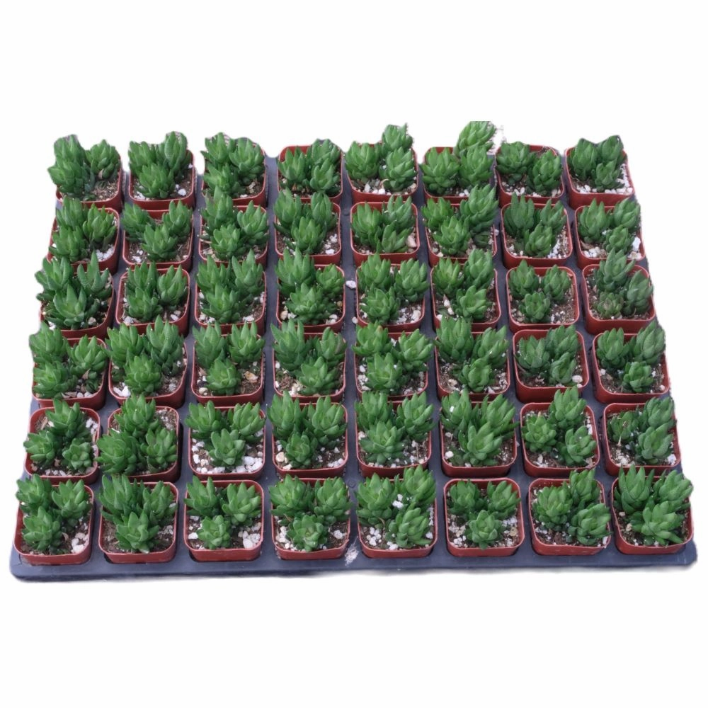 Haworthia rubrobrunnea Bulk 54 Tray - 2in Pot mini ornamental plant  