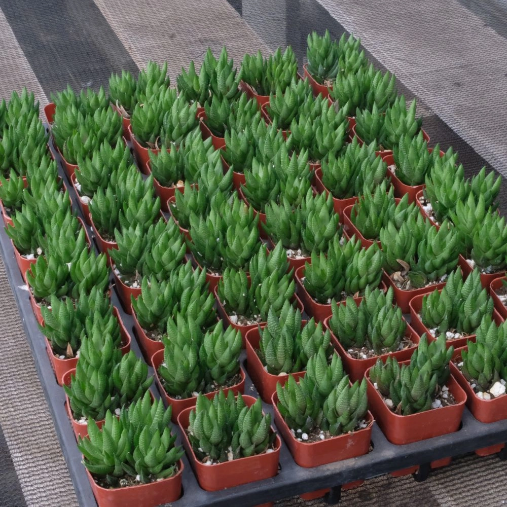 Haworthia rubrobrunnea Bulk 54 Tray - 2in Pot