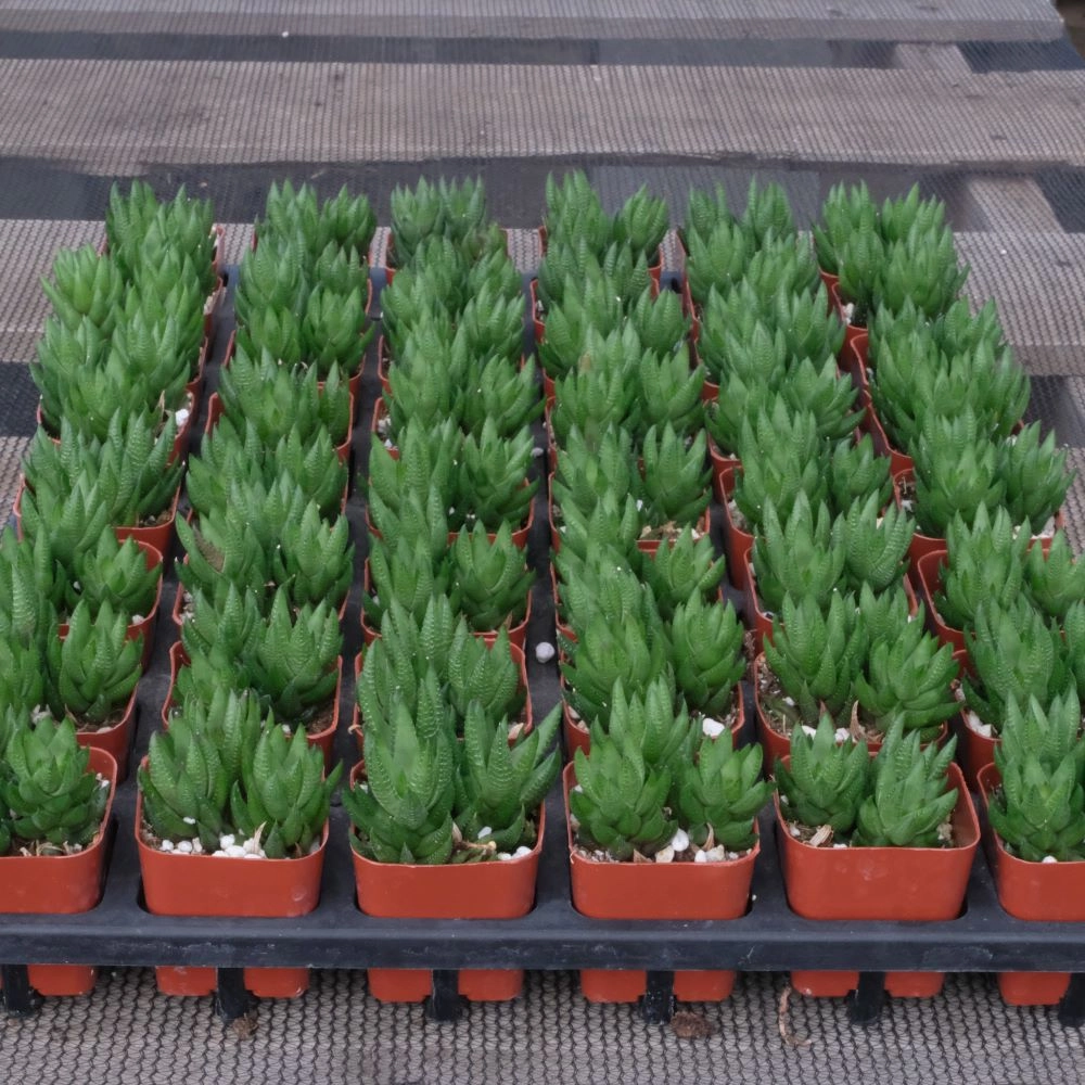Haworthia rubrobrunnea Bulk 54 Tray - 2in Pot