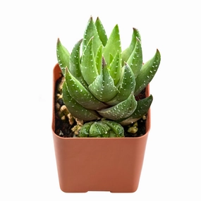 Haworthia rubrobrunnea mini ornamental plant  