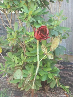 Heavy Rod Stem Rose decorative plants  