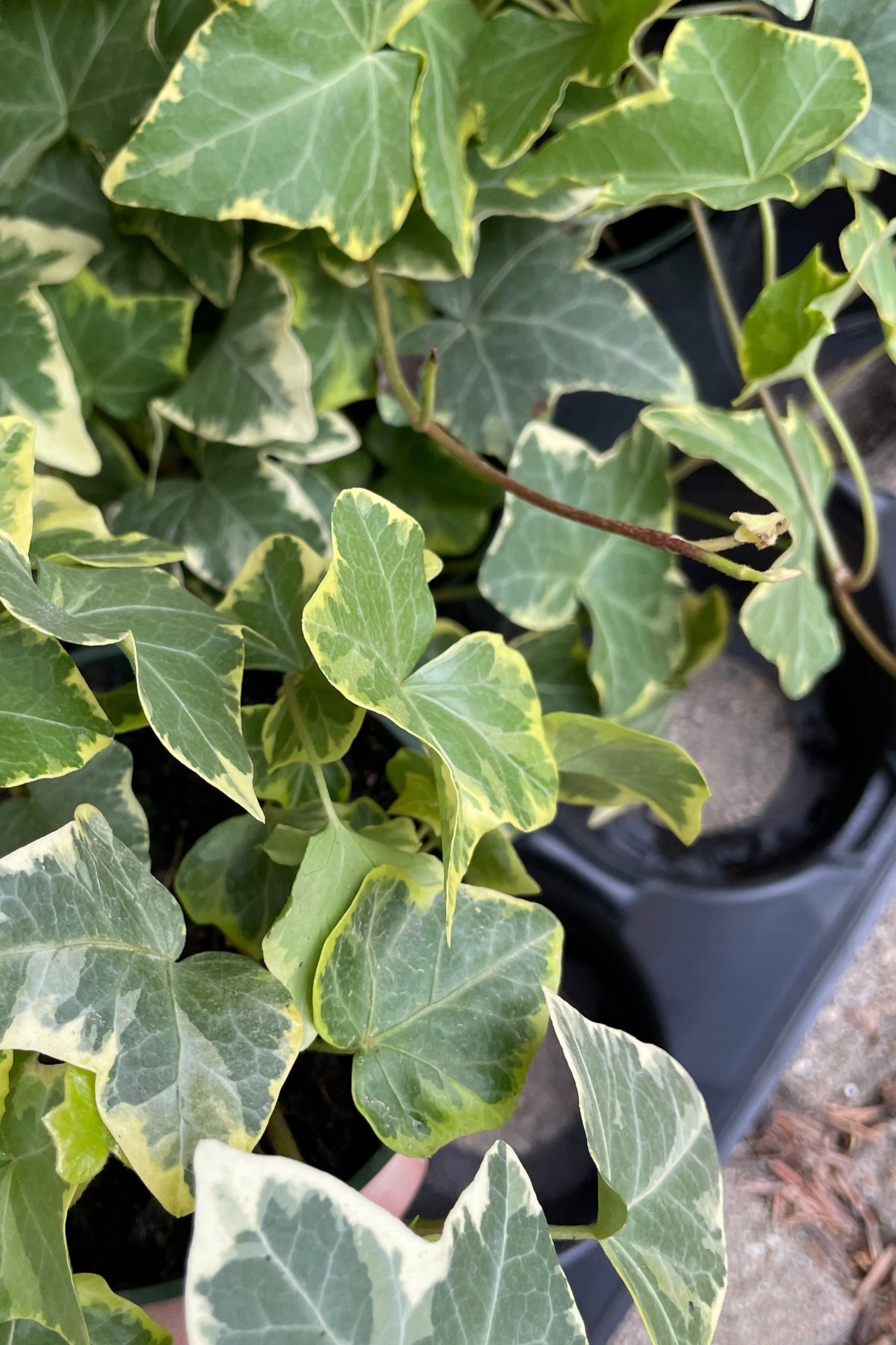 Hedera helix (assorted) 4.5"