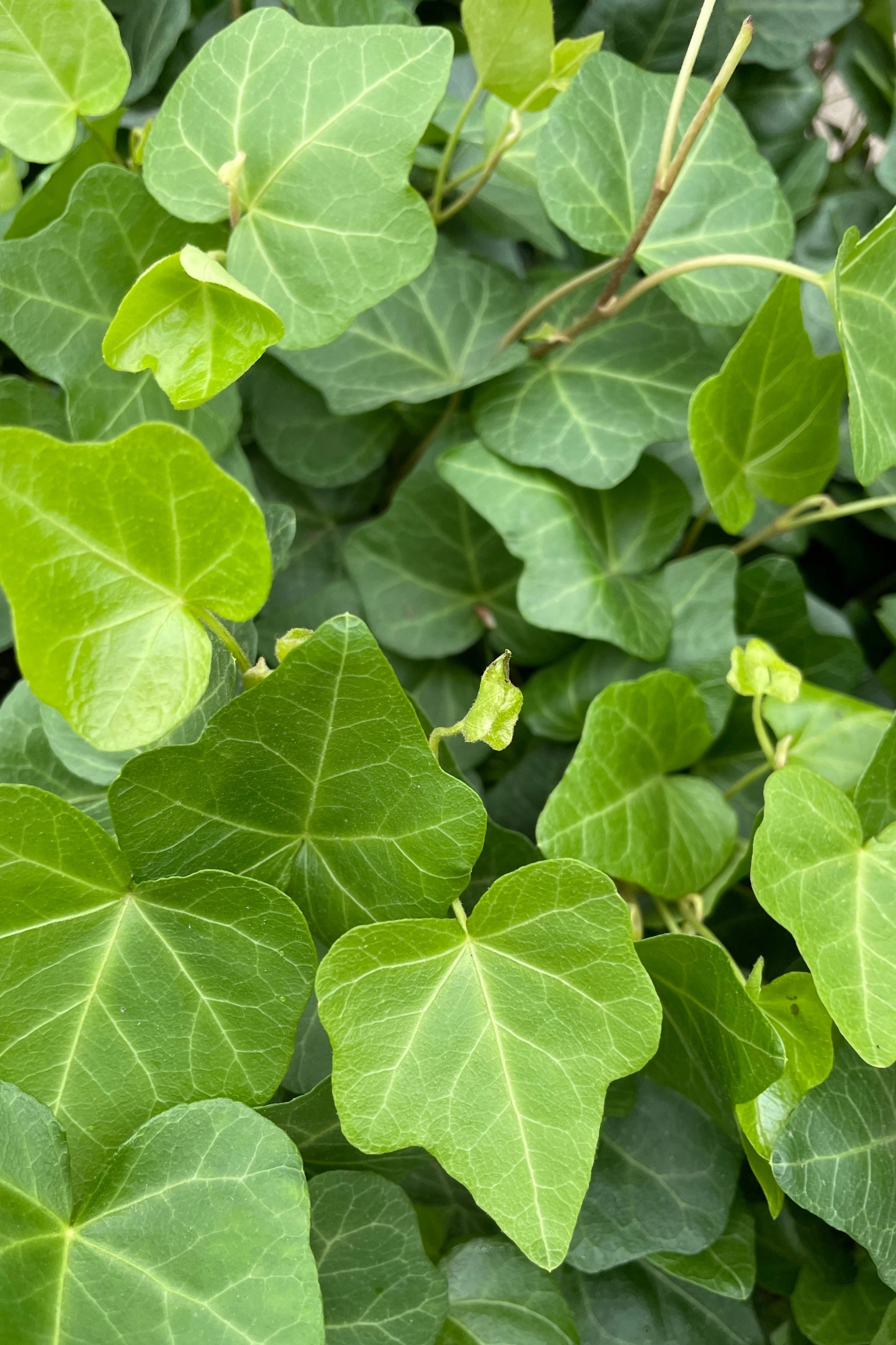 Hedera helix (assorted) 4.5"