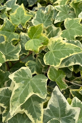 Hedera helix (assorted) 4.5" decorative flowerpot  
