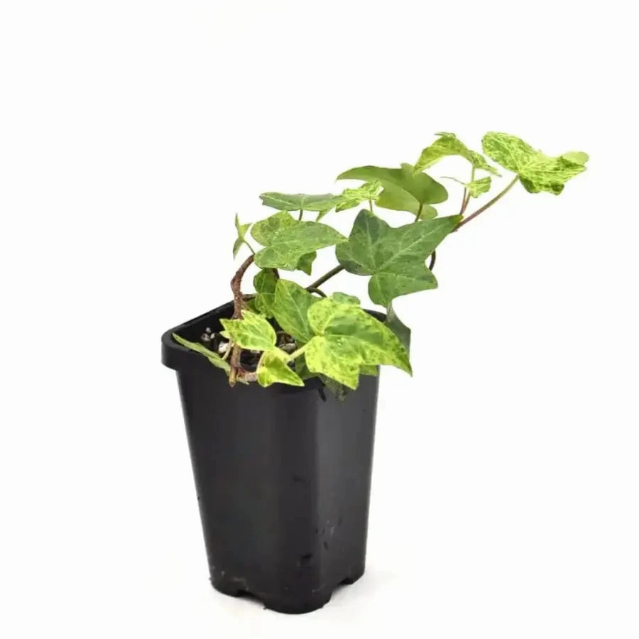 Hedera Helix Star Dust