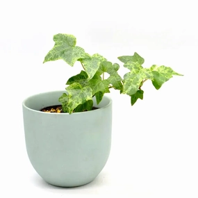 Hedera Helix Star Dust large flower pot  