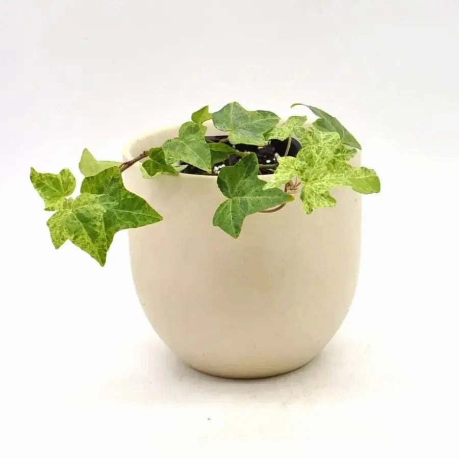 Hedera Helix Star Dust