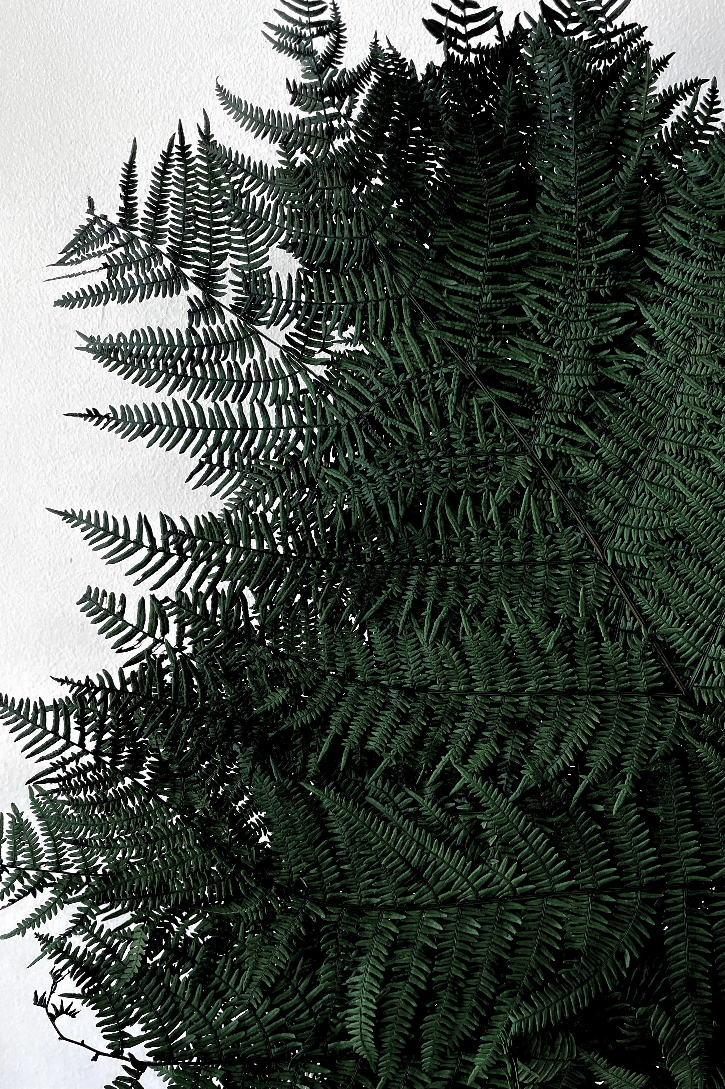 Helecho Bracken Preserved Green Color Bunch