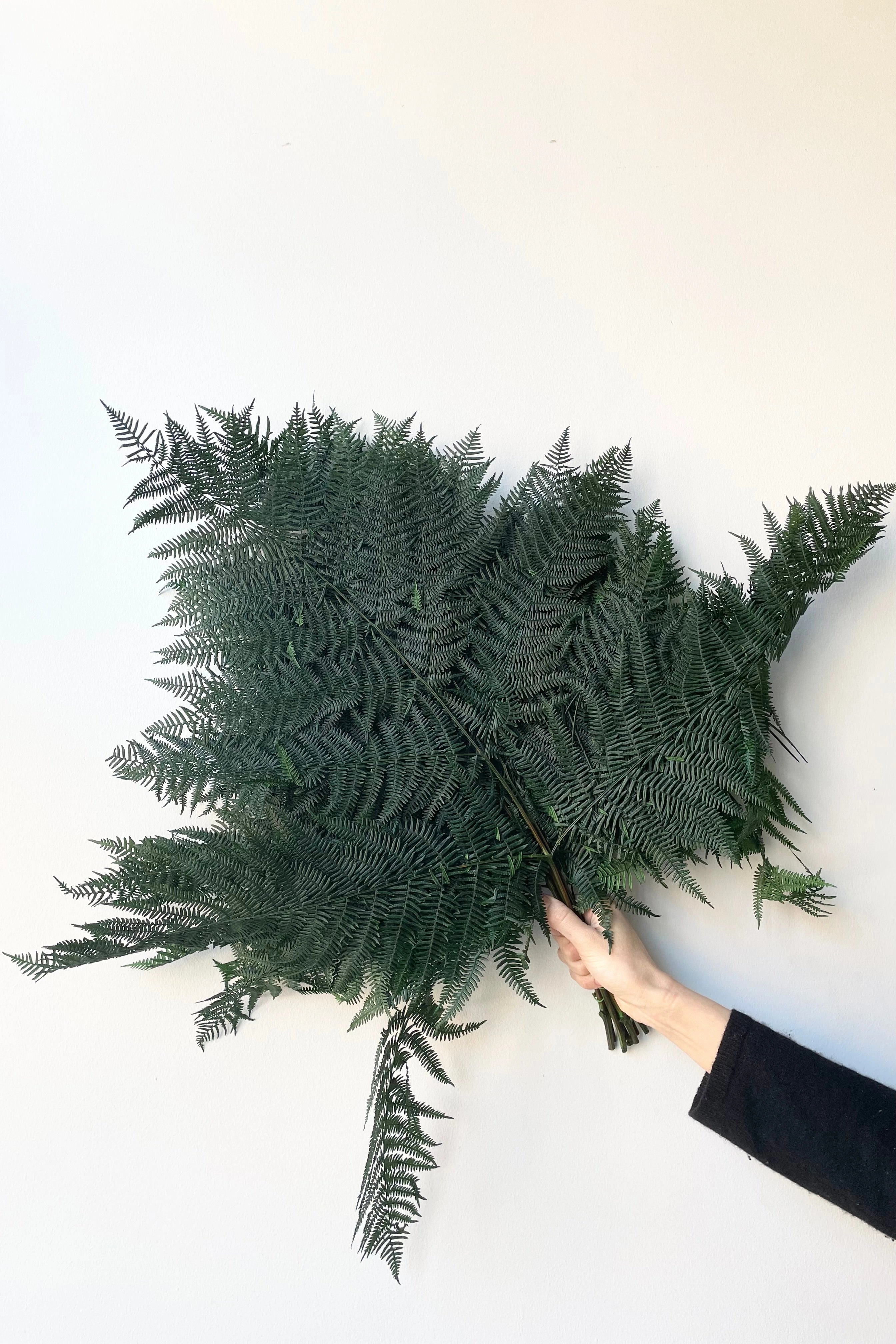 Helecho Bracken Preserved Green Color Bunch indoor houseplants  