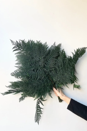 Helecho Bracken Preserved Green Color Bunch indoor houseplants  