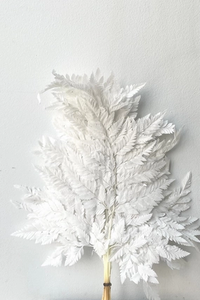 Helecho Cuero Bleached Preserved Bunch indoor houseplants  