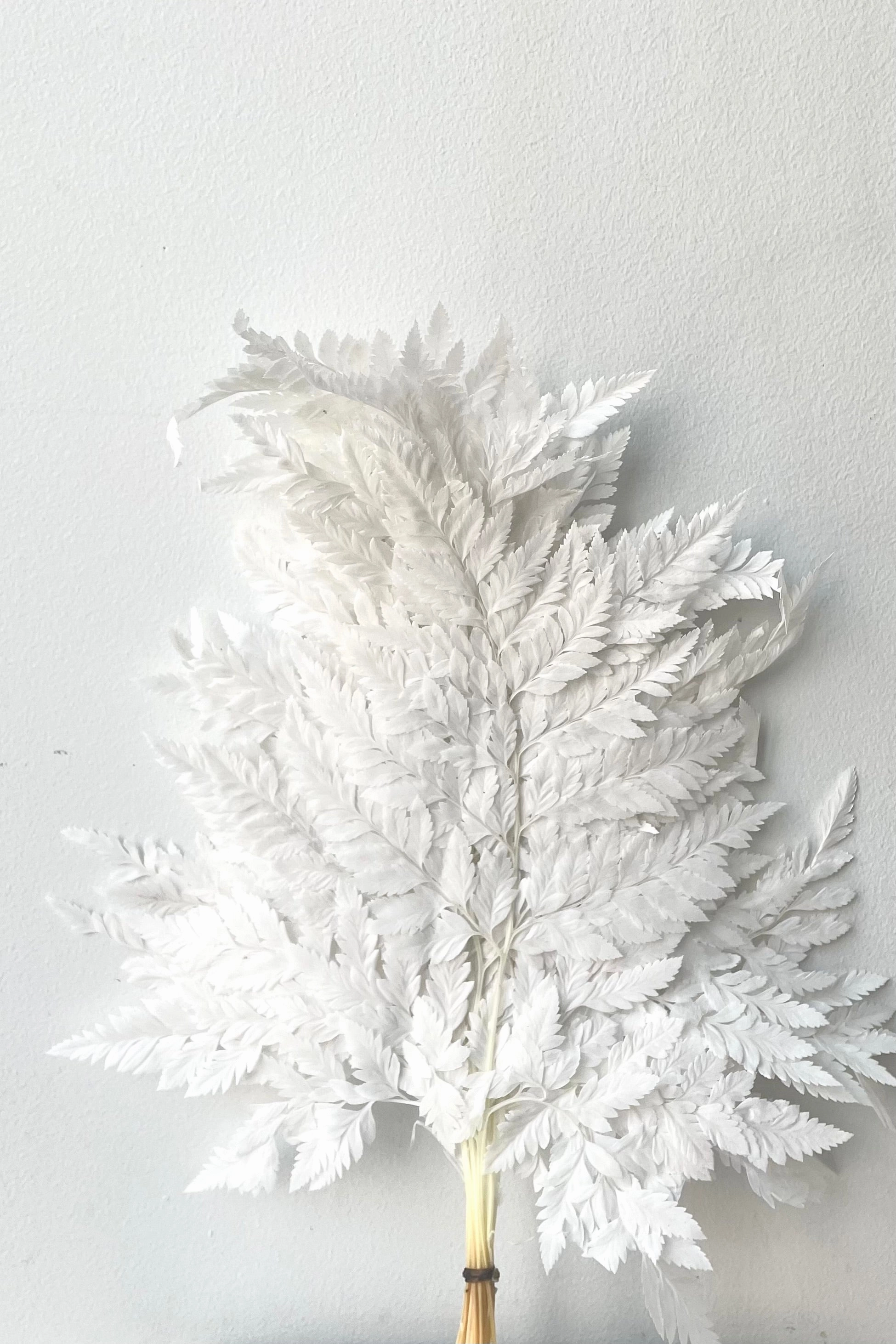 Helecho Cuero Bleached Preserved Bunch indoor houseplants  