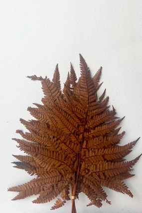 Helecho Cuero Rust Color Preserved Bunch indoor houseplants  