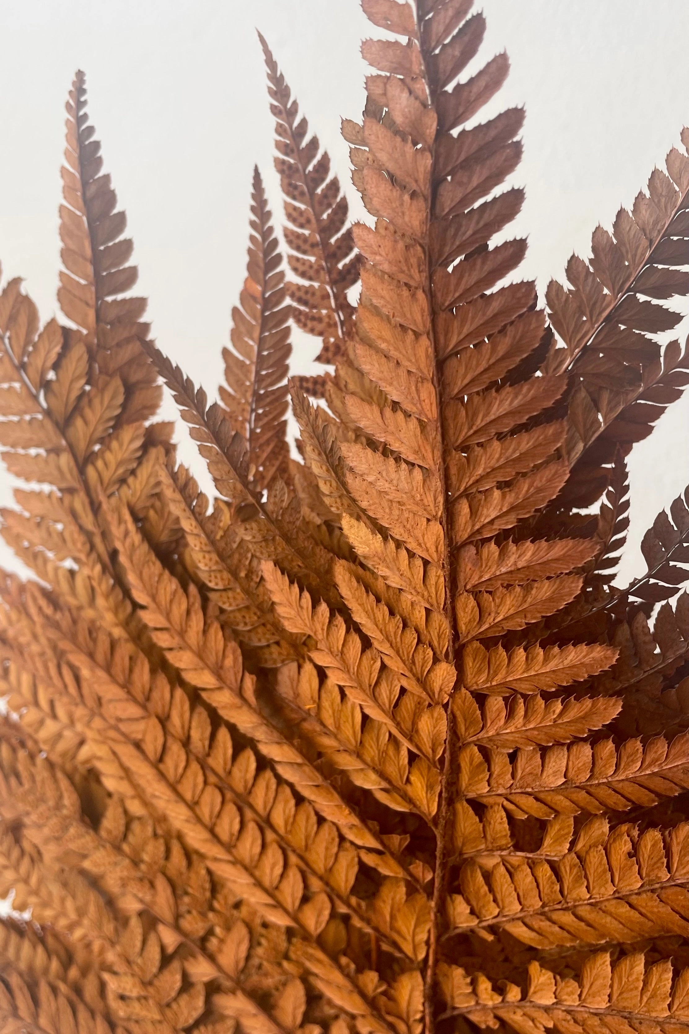 Helecho Cuero Rust Color Preserved Bunch