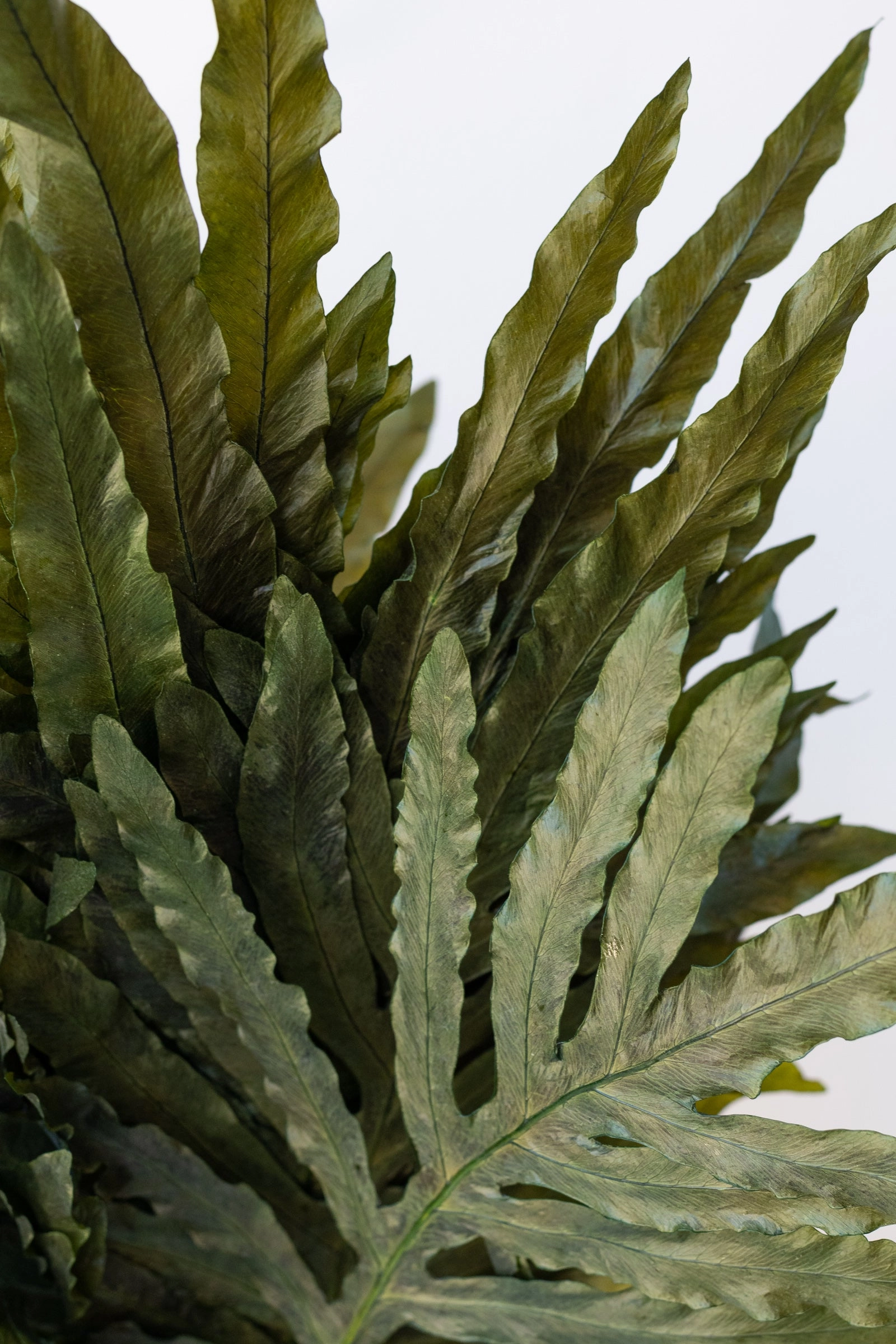 Helecho Dragon Preserved  Bunch