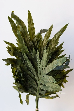 Helecho Dragon Preserved  Bunch indoor houseplants  