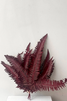 Helecho Seagul Burgundy Color Preserved Bunch indoor houseplants  