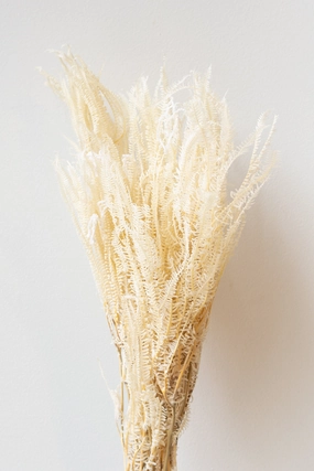 Helecho x3 Bleached Preserved Bunch indoor houseplants  