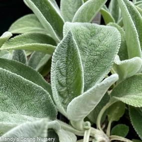 Helen Von Stein Lamb's Ear | Stachys byzantina traditional flower vase  
