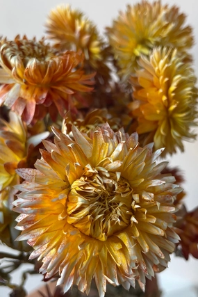 Helichrysum Dusty Brick Color Preserved Bunch indoor houseplants  