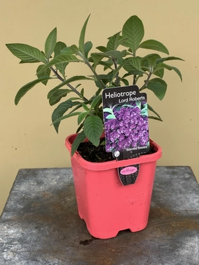 Heliotrope arborescens Lord Roberts small flower pot  