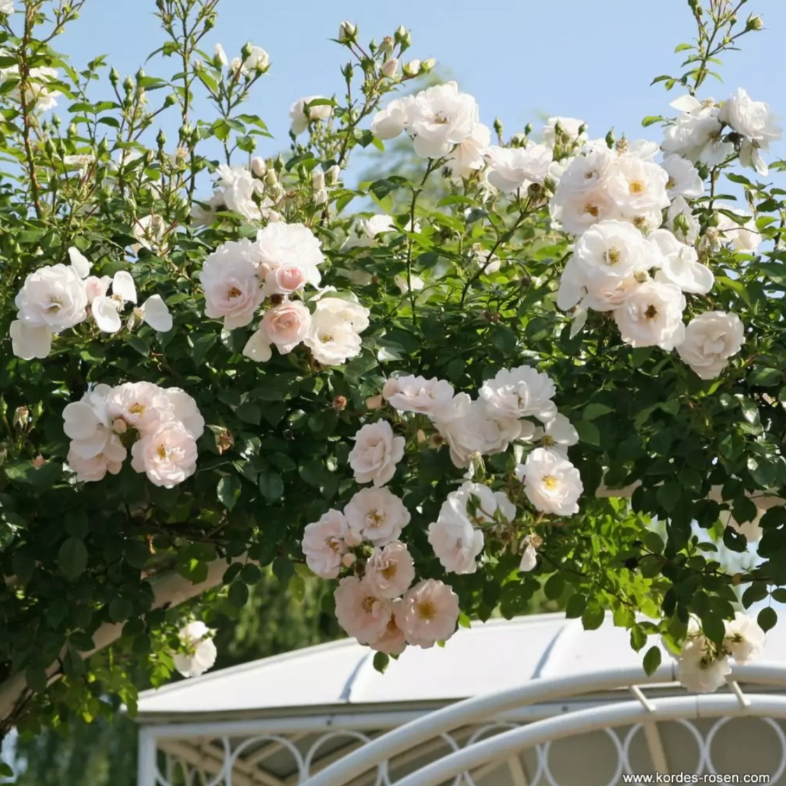 Hella Climbing Rose