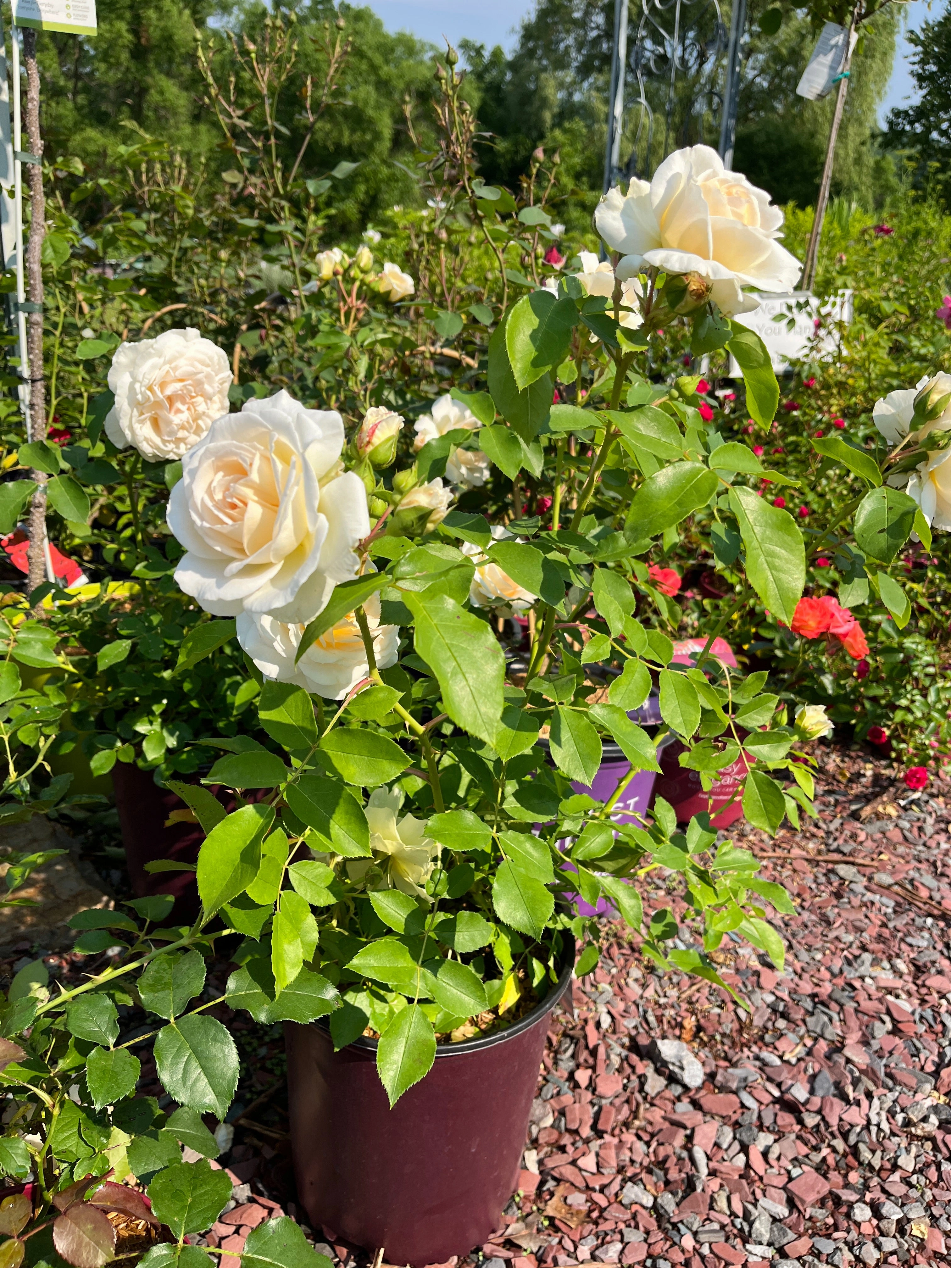 Hella Climbing Rose