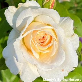 Hella Climbing Rose traditional flower vase  