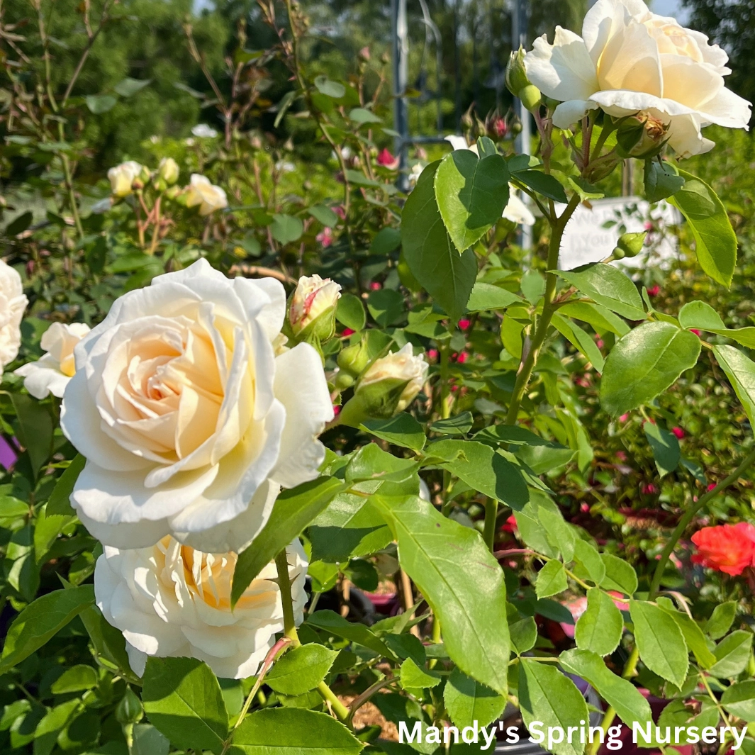 Hella Climbing Rose