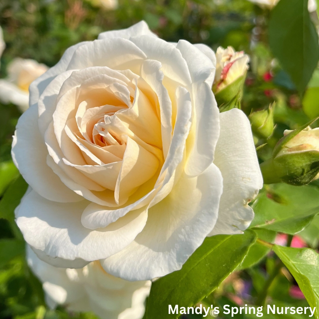 Hella Climbing Rose