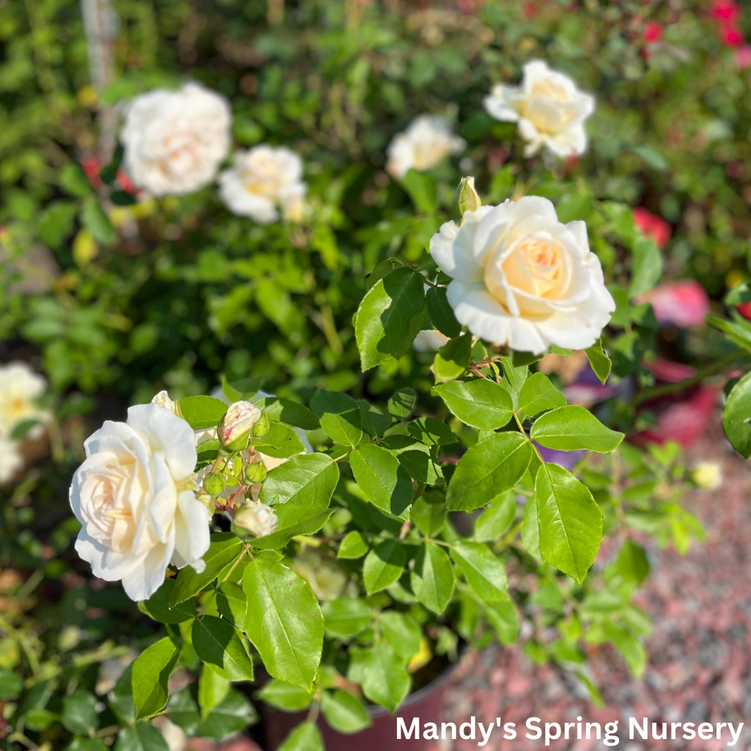 Hella Climbing Rose