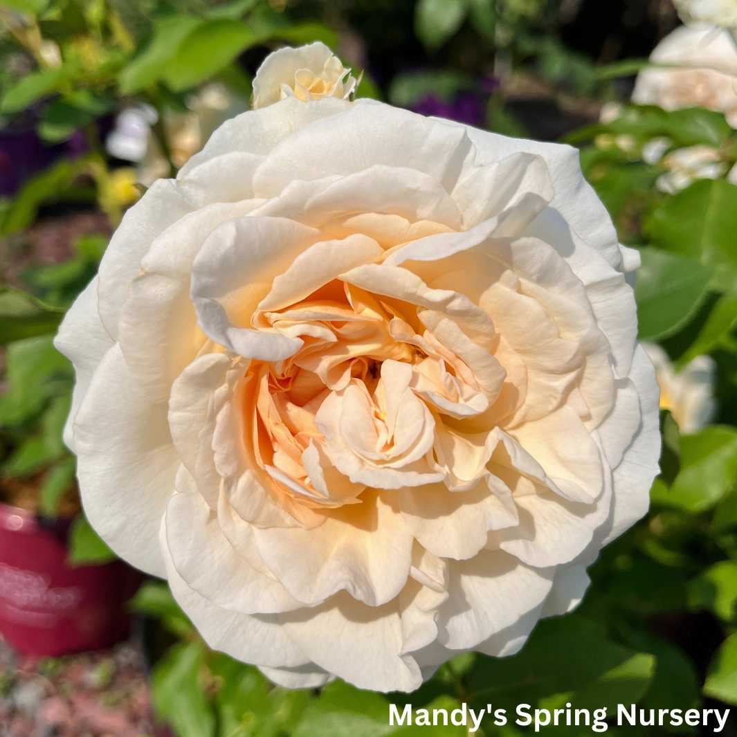 Hella Climbing Rose