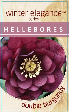 Helleborus - Winter Elegance series 'Double Burgundy' small flower pot  