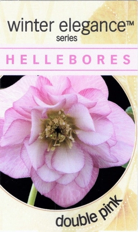 Helleborus - Winter Elegance series 'Double Pink' small flower pot  