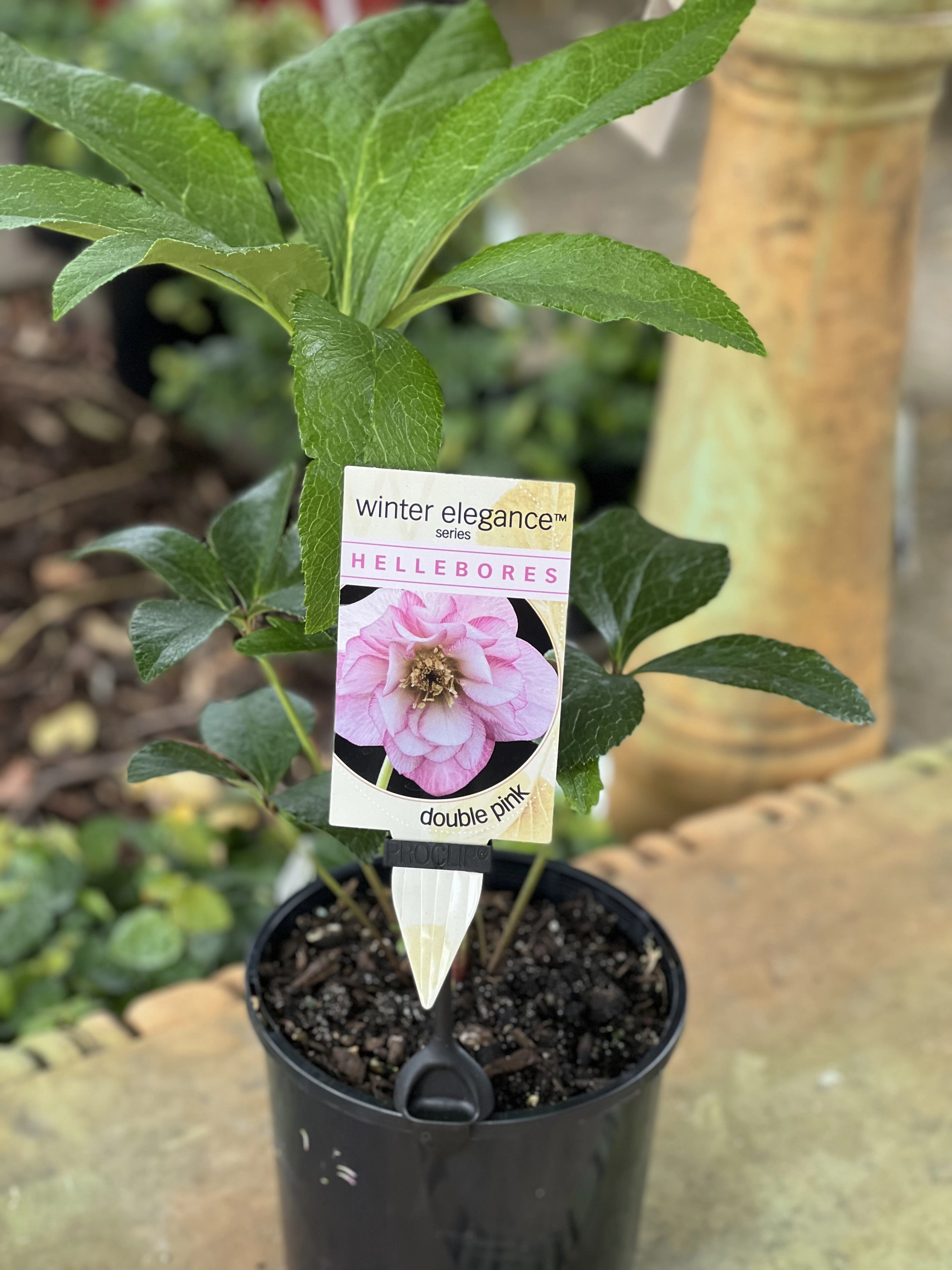 Helleborus - Winter Elegance series 'Double Pink'